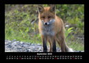 Waldbewohner Fotokalender 2026 - 9