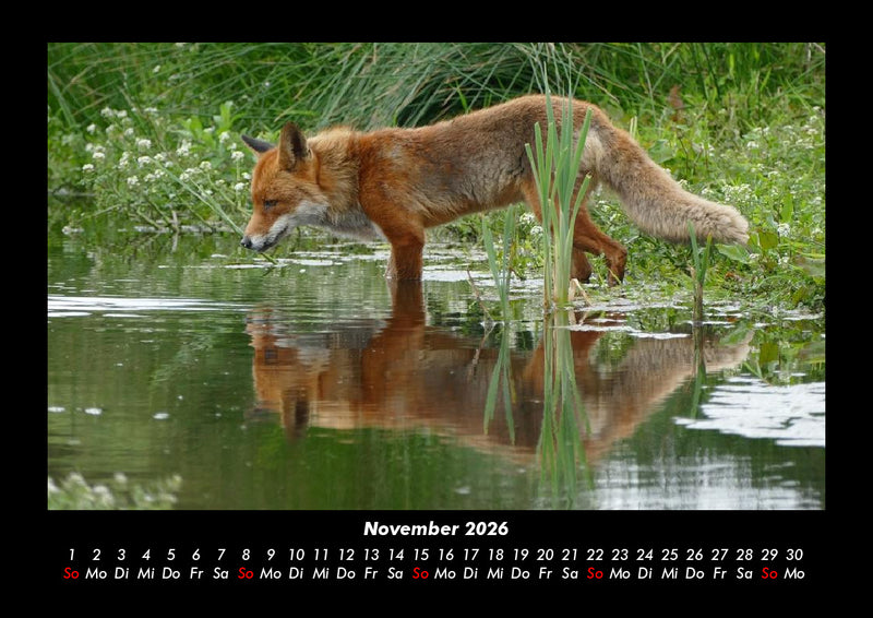 Waldbewohner Fotokalender 2026 - 11