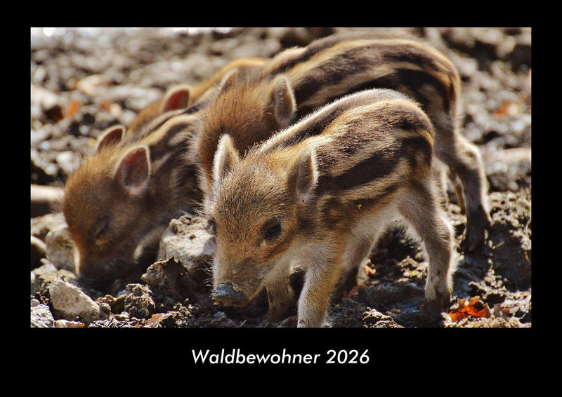 Waldbewohner Fotokalender 2026 - Hauptbild