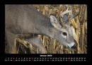 Waldbewohner Fotokalender 2026 - 1