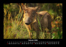 Waldbewohner Fotokalender 2026 - 2