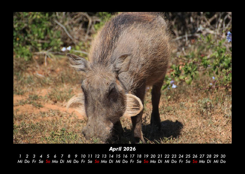 Waldbewohner Fotokalender 2026 - 4