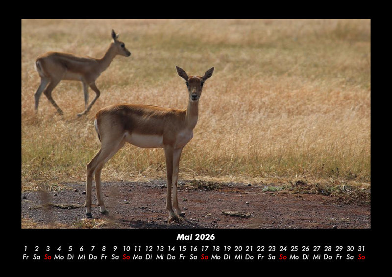 Waldbewohner Fotokalender 2026 - 5