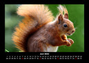 Waldbewohner Fotokalender 2026 - 6