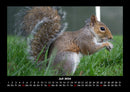 Waldbewohner Fotokalender 2026 - 7