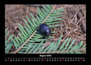 Waldbewohner Fotokalender 2026 - 8