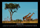 Giraffen Fotokalender 2026 - 9