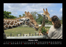 Giraffen Fotokalender 2026 - 10