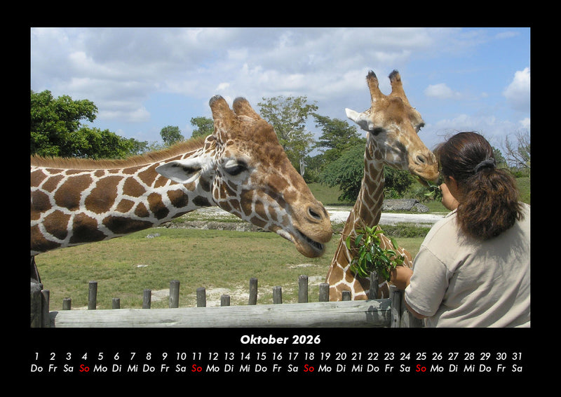 Giraffen Fotokalender 2026 - 10