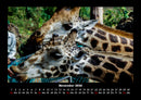 Giraffen Fotokalender 2026 - 11