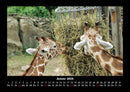 Giraffen Fotokalender 2026 - 1
