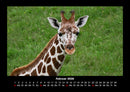 Giraffen Fotokalender 2026 - 2