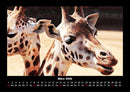 Giraffen Fotokalender 2026 - 3
