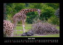 Giraffen Fotokalender 2026 - 4