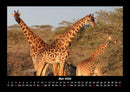 Giraffen Fotokalender 2026 - 5