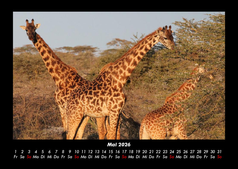 Giraffen Fotokalender 2026 - 5