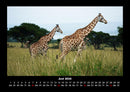 Giraffen Fotokalender 2026 - 6