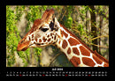 Giraffen Fotokalender 2026 - 7