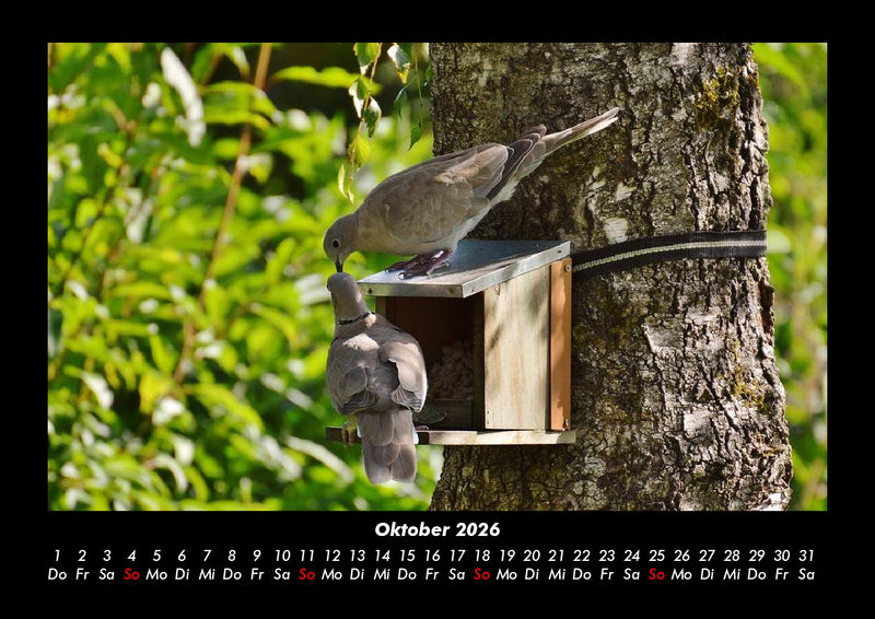 Bäume Fotokalender 2026 - 10