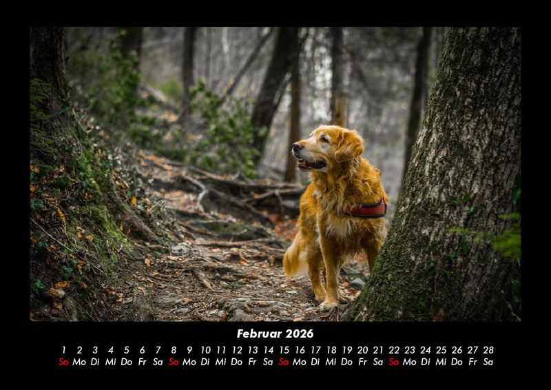 Bäume Fotokalender 2026 - 2