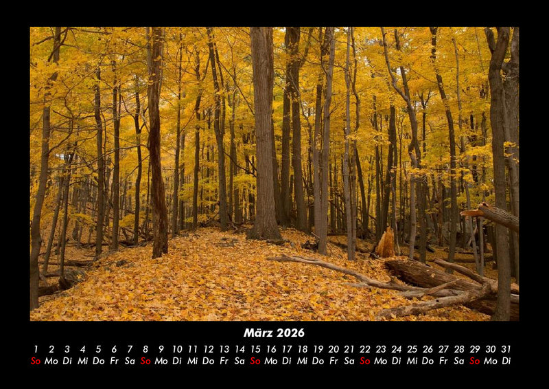 Bäume Fotokalender 2026 - 3