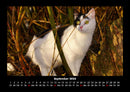 Für Katzenfreunde Fotokalender 2026 - 9