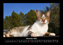Für Katzenfreunde Fotokalender 2026 - 11