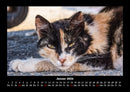 Für Katzenfreunde Fotokalender 2026 - 1
