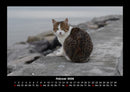 Für Katzenfreunde Fotokalender 2026 - 2