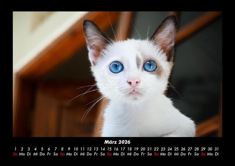 Für Katzenfreunde Fotokalender 2026 - 3