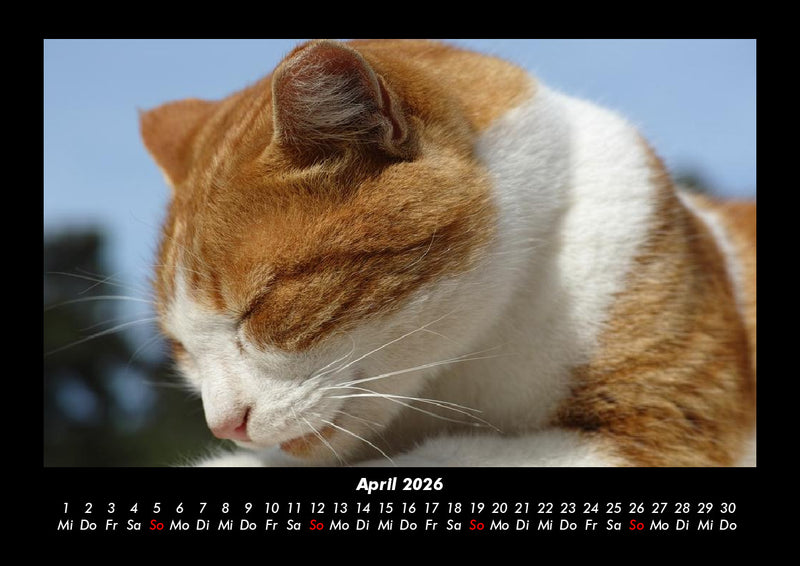 Für Katzenfreunde Fotokalender 2026 - 4