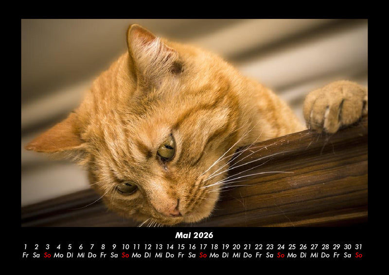 Für Katzenfreunde Fotokalender 2026 - 5