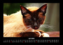 Für Katzenfreunde Fotokalender 2026 - 7