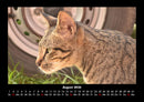 Für Katzenfreunde Fotokalender 2026 - 8