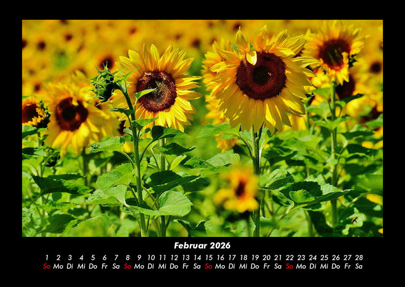Landschaftskalender Fotokalender 2026 - 2