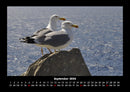 Möwen Fotokalender 2026 - 9