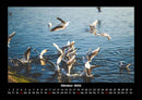 Möwen Fotokalender 2026 - 10