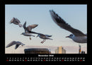 Möwen Fotokalender 2026 - 11