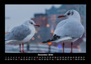 Möwen Fotokalender 2026 - 12