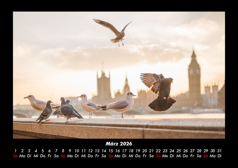 Möwen Fotokalender 2026 - 3