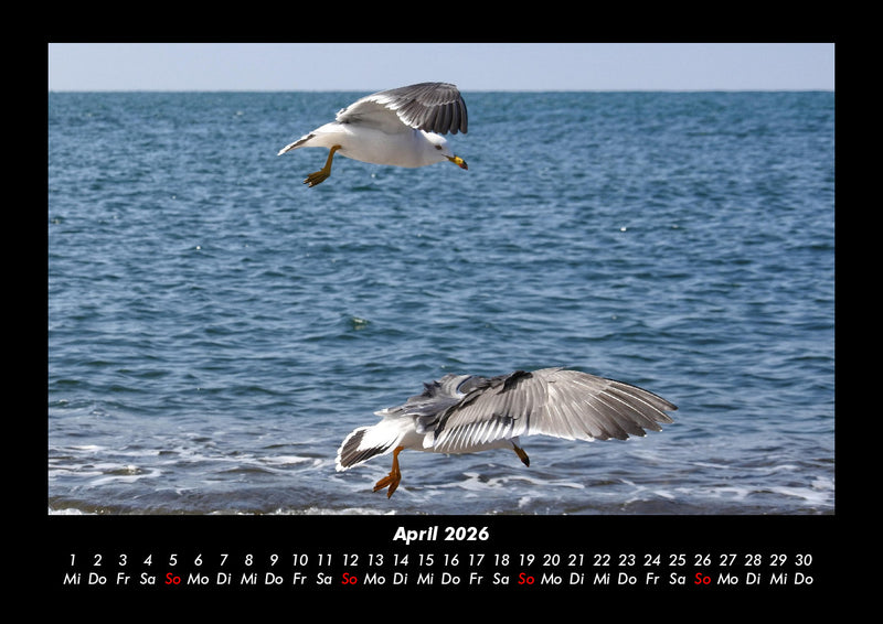 Möwen Fotokalender 2026 - 4