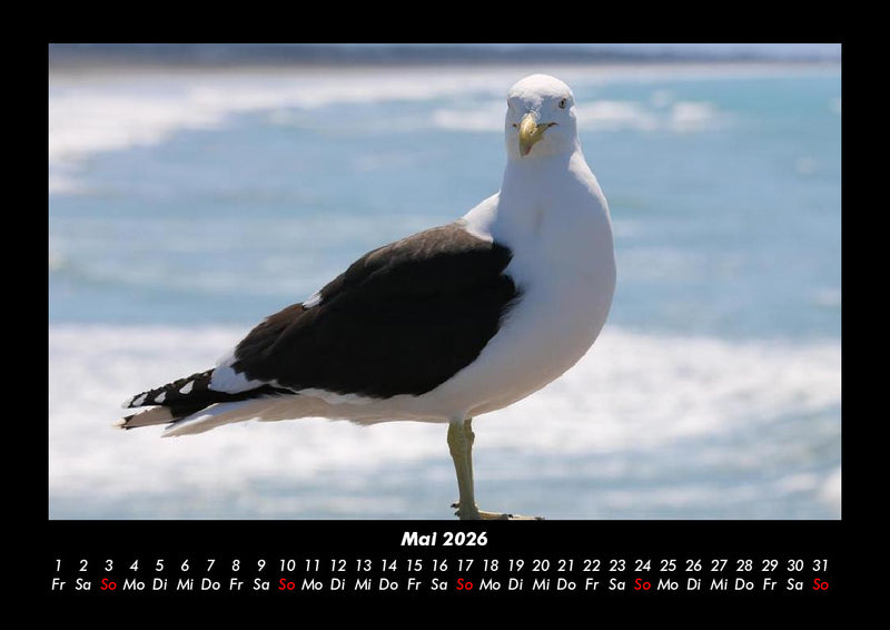 Möwen Fotokalender 2026 - 5