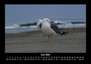 Möwen Fotokalender 2026 - 6