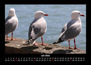 Möwen Fotokalender 2026 - 7