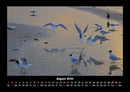 Möwen Fotokalender 2026 - 8