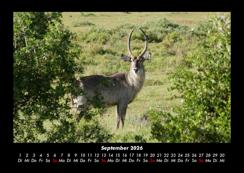 Tierkalender Fotokalender 2026 - 9