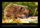 Tierkalender Fotokalender 2026 - 10