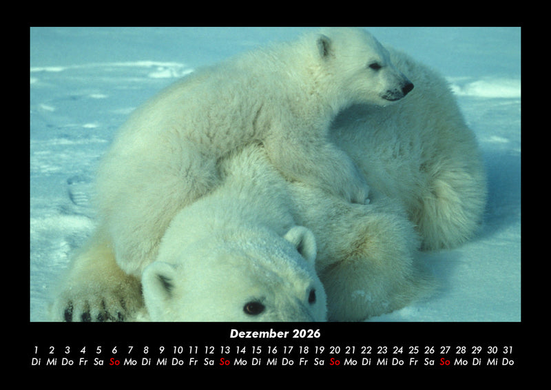 Tierkalender Fotokalender 2026 - 12