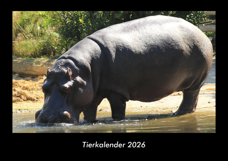 Tierkalender Fotokalender 2026 - Hauptbild