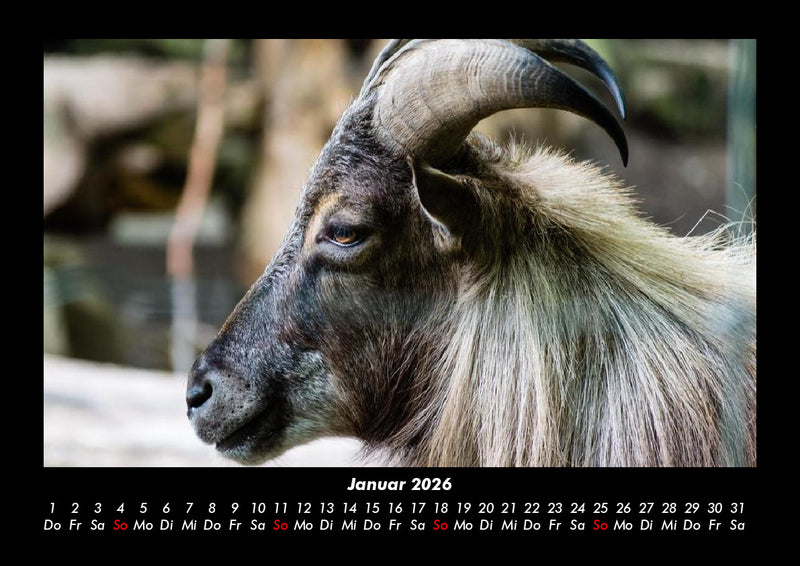 Tierkalender Fotokalender 2026 - 1